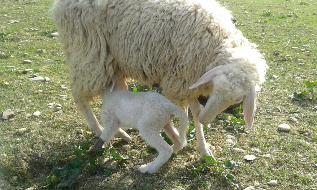 Agriturismo Lucciano سان كاشّانو إنْ فال دي بيزا المظهر الخارجي الصورة